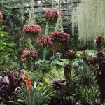 orchid garden