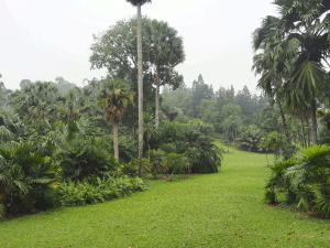 Palm valley Singapore Botanical Gardens