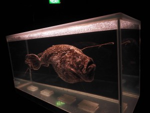 anglerfish