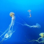 sea6