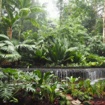 Singapore Botanical Gardens