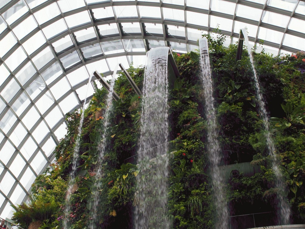cloud forest