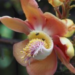 orchid